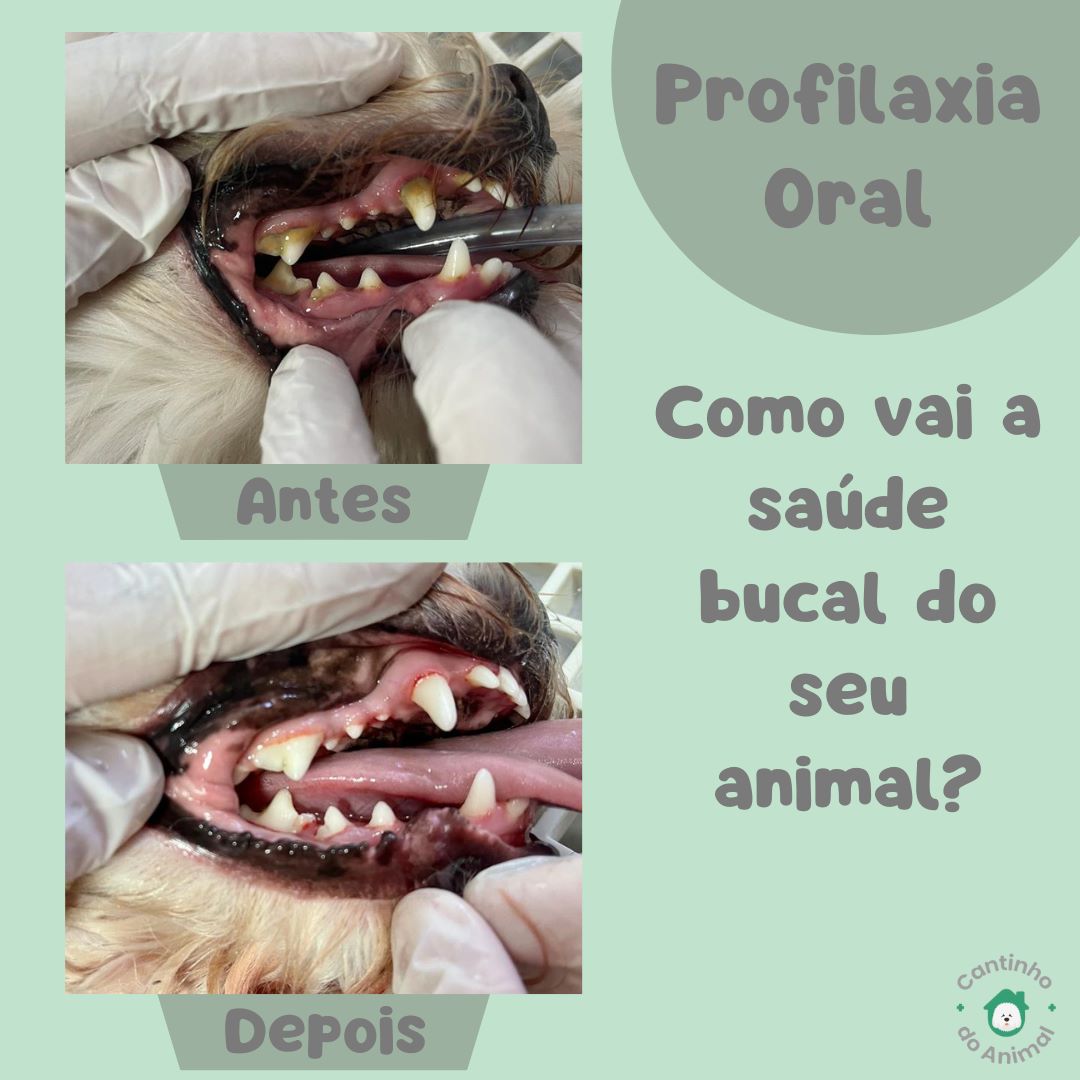 Profilaxia oral em cães